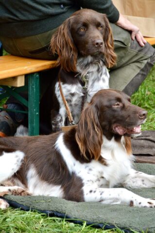 Elex von der Berghamerleit´n & Aiko von der Edramsburg